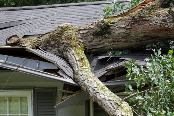 Cost of Storm Remediation in Clarkston